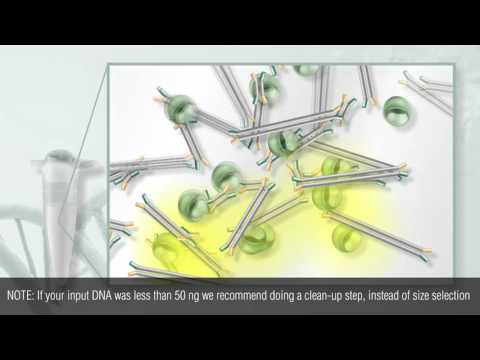 NEBNext Ultra II DNA Library Prep Protocol