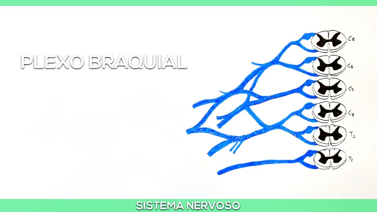 Plexo Braquial