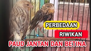 Download lagu PERBEDAAN RIWIKAN KENARI PAUD JANTAN DAN BETINA mp3