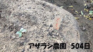 504日 秋ジャガが植えられている【アザラシ農園】