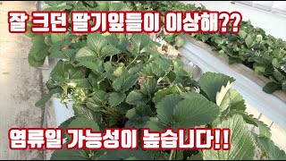 딸기 잎이 탄다고? 팁번현상도 있다고? 칼슘제 친다고??? 해결이 되셨나요?