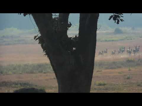 onAtrail of Dhole/ Wild dogs