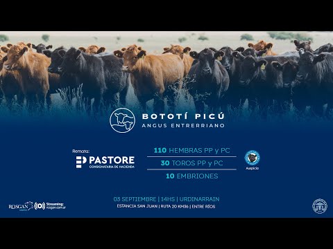 Bototí Picú - Angus Entrerriano - Pastore y Cía