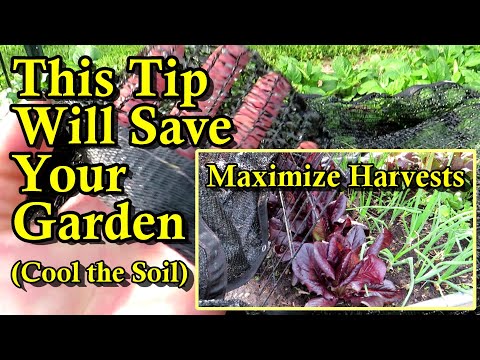 How to Cool Garden Soil During a Heatwave to Maximize Harvests & Reduce Plant Damage