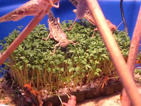 Heuschrecken Fütterung - 30 Min. in 1 Min. 43 Sek. !!!