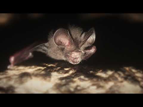 Iroro Tanshi | Nigeria | A film narrated by Sir David Attenborough for the 2021 Whitley Awards