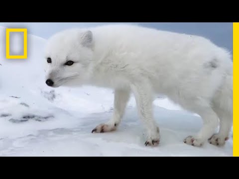 A Friendly Arctic Fox Greets Explorers | National...