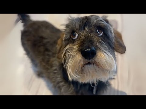 ¿A quién te recuerda este perro?