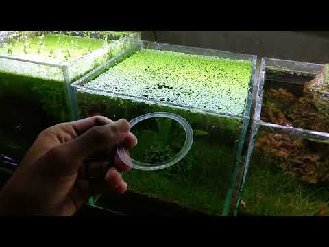 Make a Fish Feeding Station / Floating Plants Trap