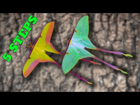 Chinese Moon Moth Care: BREEDING TUTORIAL [5 Steps!!] /  Actias dubernardi