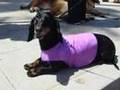 Big Dog Parade 6 7 08