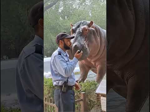 河马目中无人对抗管理员