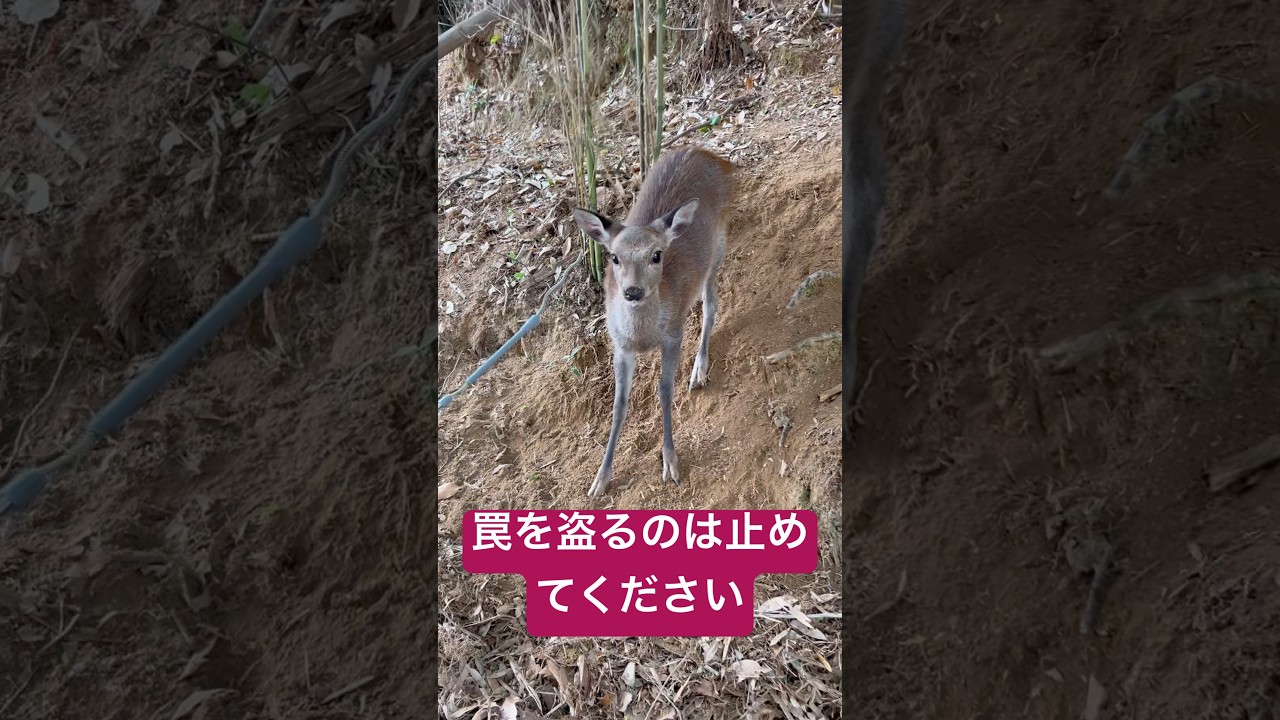 【有害駆除】可愛い子鹿と罠の盗難について