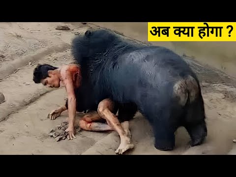 भालू का इंसानों पर हमला | bear attack human | bear attack man | bear attack in Hindi