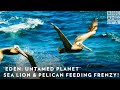 Eden Untamed Planet Filming First Sea Lion Pelican Feeding Frenzy BBC America AMC