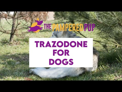 YouTube video about: Can you give a dog trazodone and benadryl together?