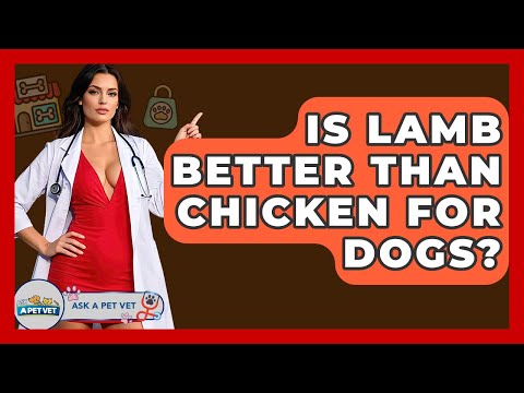 Is Lamb Better Than Chicken For Dogs? - Ask A Pet Vet