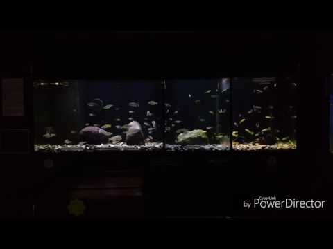 Watch Video on YouTube