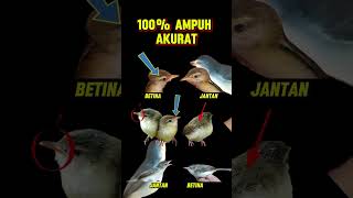 Download lagu ciri ciblek sawah jantan dan betina #cibleksawah #prenjaksawah mp3