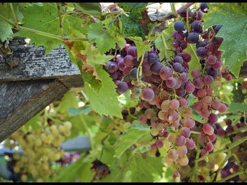 , title : 'Planter un pied de raisin de table en treille'