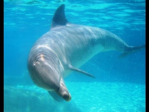 Hurghada Snorkeling Dolphin Tour, swimming with wild dolphins
