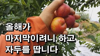올해가 마지막이려니 하고 자두를 땁니다