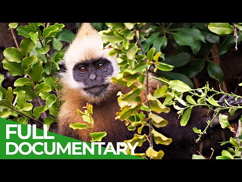 On the Brink of Extinction Saving the Last Cat Ba Langurs