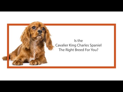 Cavalier King Charles Spaniel Breed Video