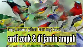 Download lagu Mp3 Jernih Suara pikat semua jenis burung kolibri | Di jamin ampuh anti zonk mp3