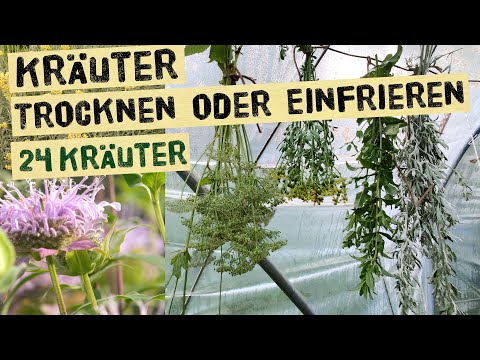 Trocknen oder Einfrieren? Welche Kräuter erhalten am besten ihr Aroma wie macht man sie haltbar.