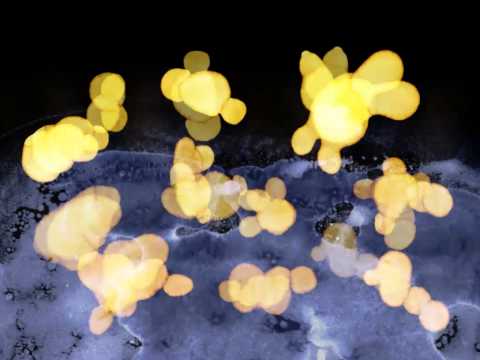 project delaylama - Brand new 6