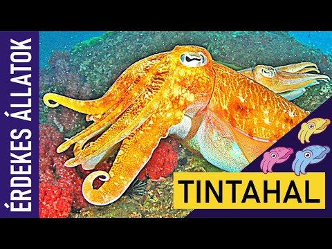 TINTAHAL | Állatok gyerekeknek | Ismeretterjesztő | Természetfilm | Magyar szókincs bővítése