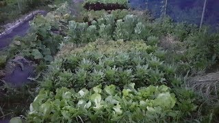 여름상추(lettuce) 7가지 실험결과, 차광막 없이 키우는 방법