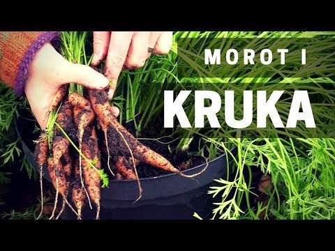 Odla morot i kruka