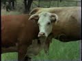 Toddler Video Meet Your Animal Friends
