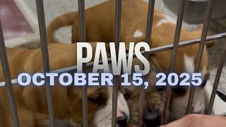 PAWS Update - Adorable Cats, Sweet Dogs & Plenty of Treats