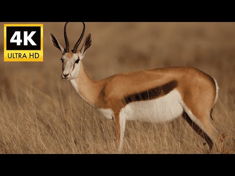 SPRINGBOK 4K HDR - The Pronking Antelope of South Africa | Cinematic Nature Display