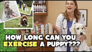 How long can you Exercise a Puppy? | Veterinary approved