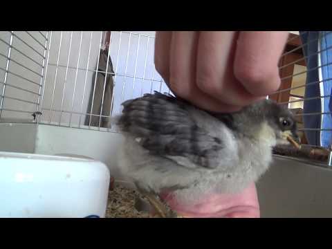 Wyandotten Entwicklung - Tag 20