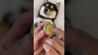 Download lagu 【HD ASMR】Manyu's Immersive Care SPA mp3