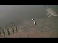 Video Thumbnail for Punching Pike, And Perch Out! Ice Fishing In Snowfall WARNING