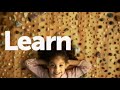 Kiddie Academy Educational Child Care Pbs Kids