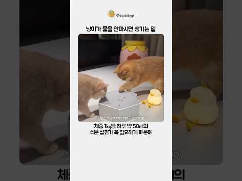 냥이가 물을 안마시면 생기는 일
