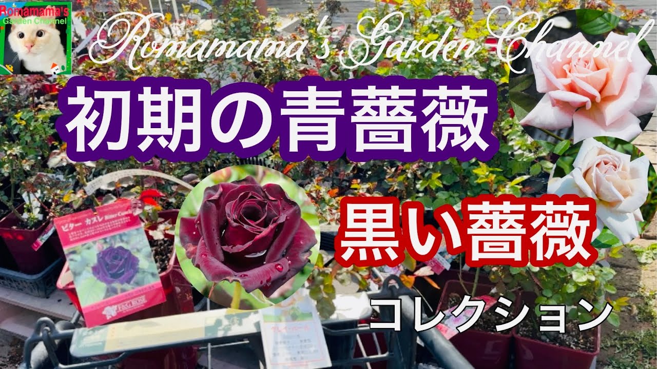 【ばら栽培】大改造した屋上と初期の青薔薇や黒いバラのコレクション　#ばら　#黒薔薇