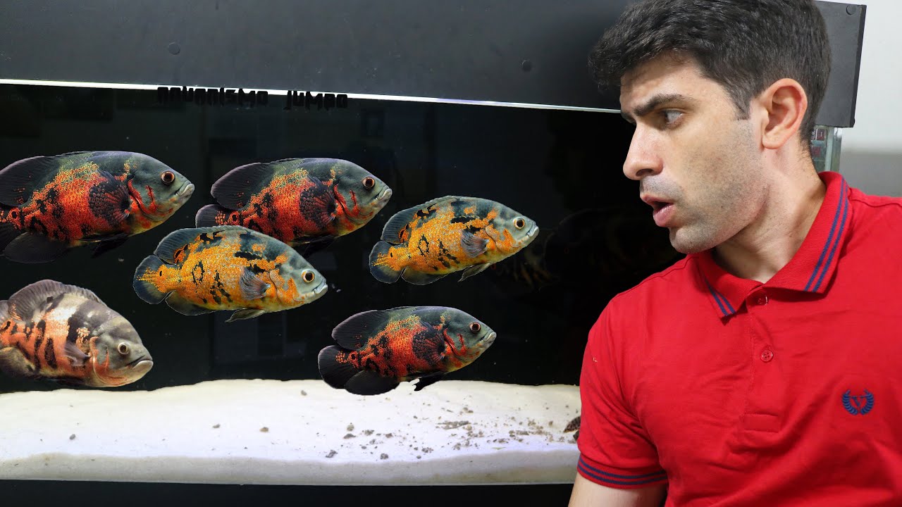 SOLTEI O CARDUME DE OSCAR NO JUMBÃO!!!