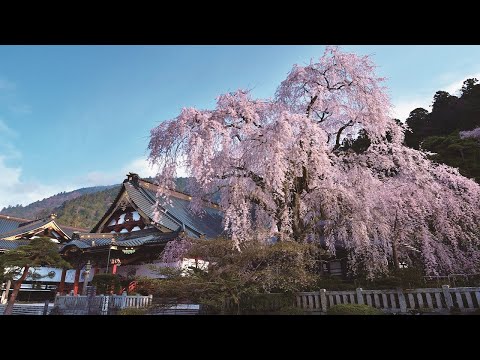 身延空中散歩～身延山しだれ桜～