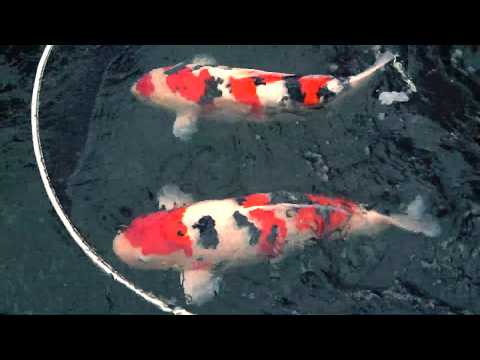Visiting the LARGEST BONSAI SHOP in Europe *Koi feeding