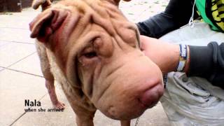 The Oxfordshire Animal Sanctuary 2014