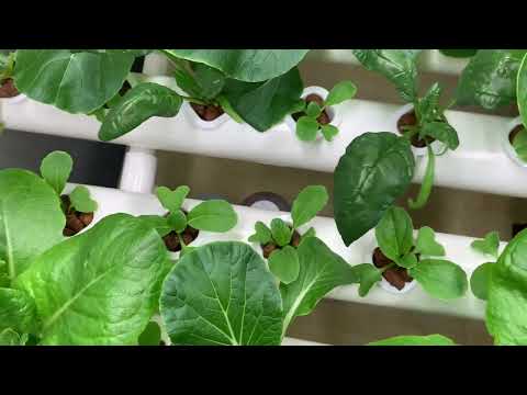 VIVOSUN Hydroponics — week 6
