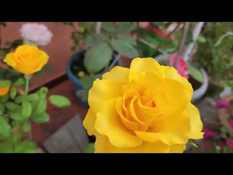 'mohona' rose. one of the #best #yellow#rose in #india